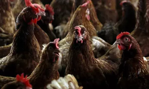 Andhra parts report bird flu; doctors assuage fears, say cooked chicken safe