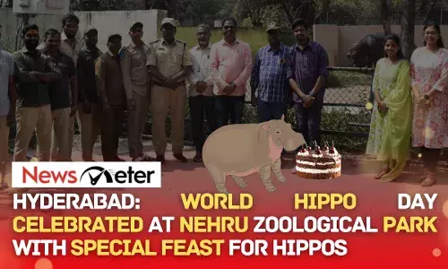 Hyderabad: World Hippo Day Celebrated at Nehru Zoological Park with Special Feast for Hippos