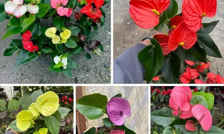 Anthurium: All you want to know about Hyderabad’s house plants