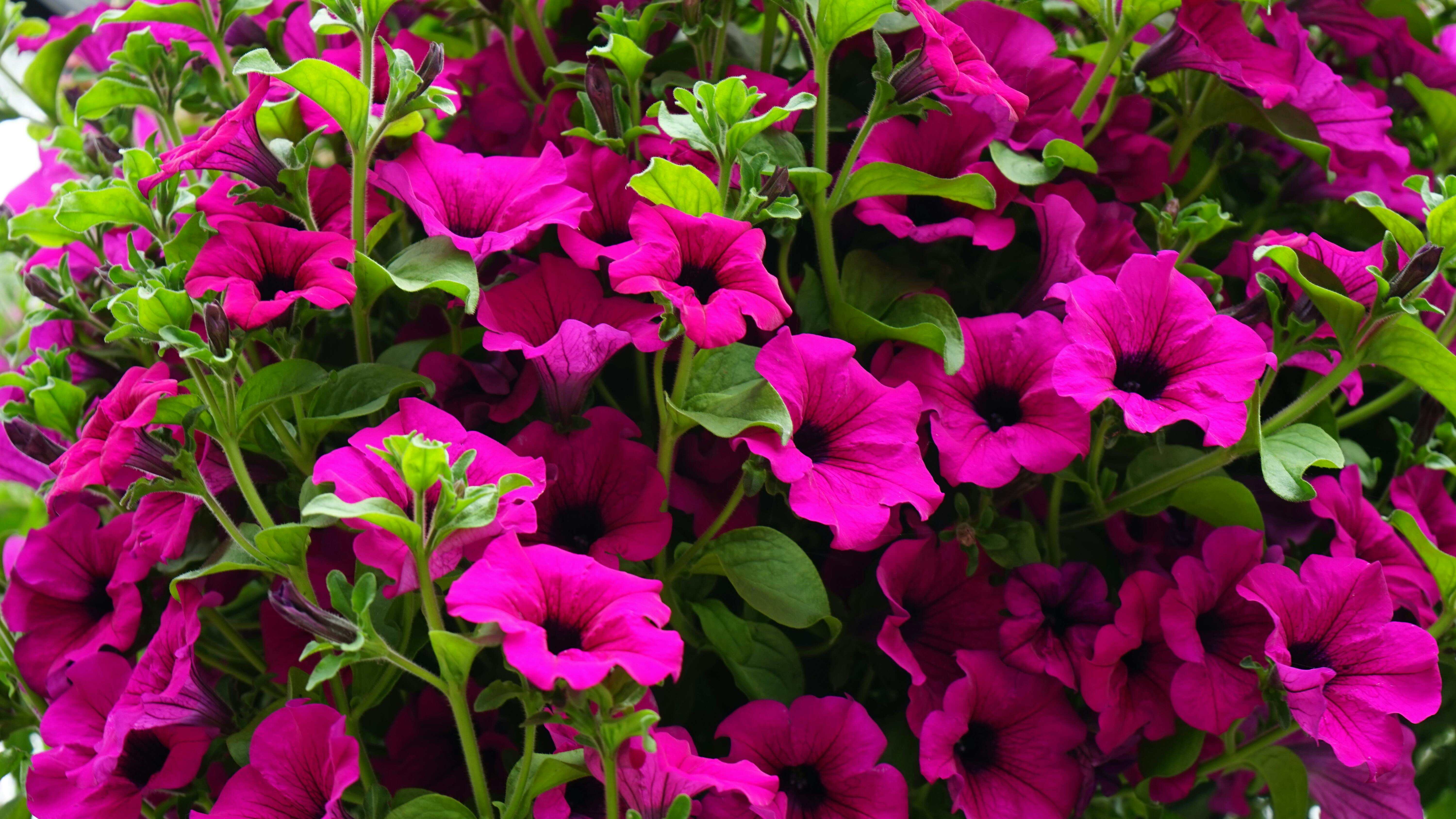 Petunia: All you want to know about this weather-tolerant plant