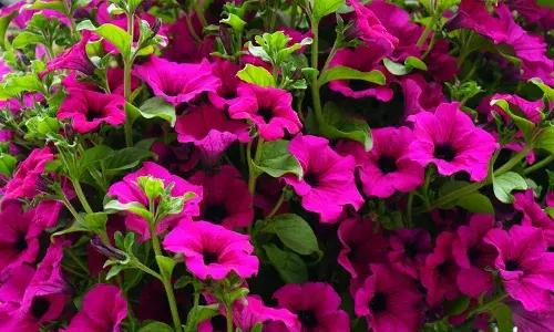 Petunia: All you want to know about this weather-tolerant plant