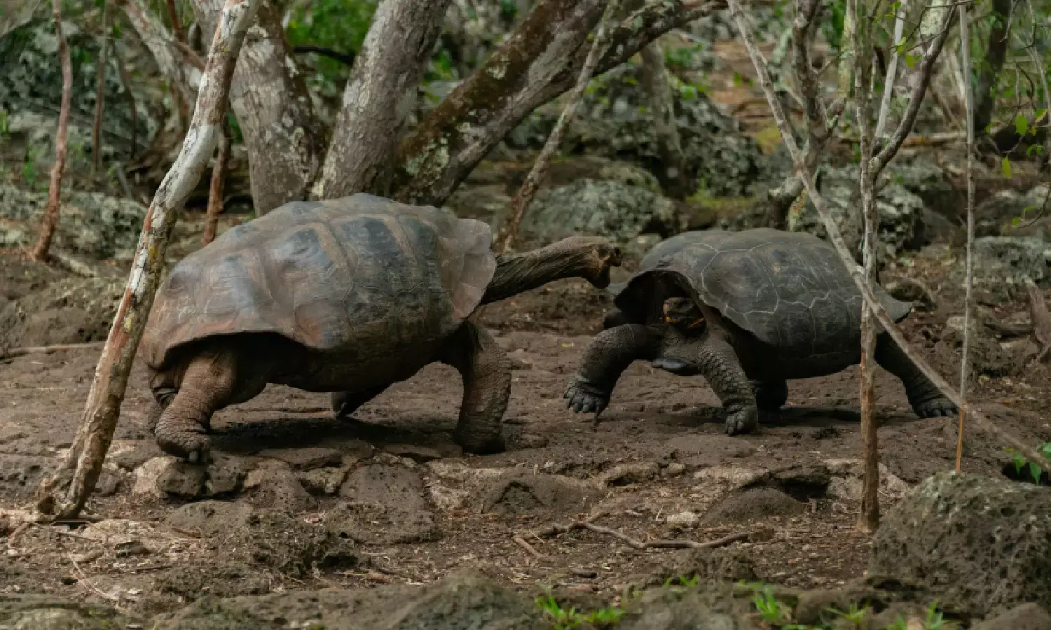 Galapagos Islands: Tortoises as ecosystem engineers