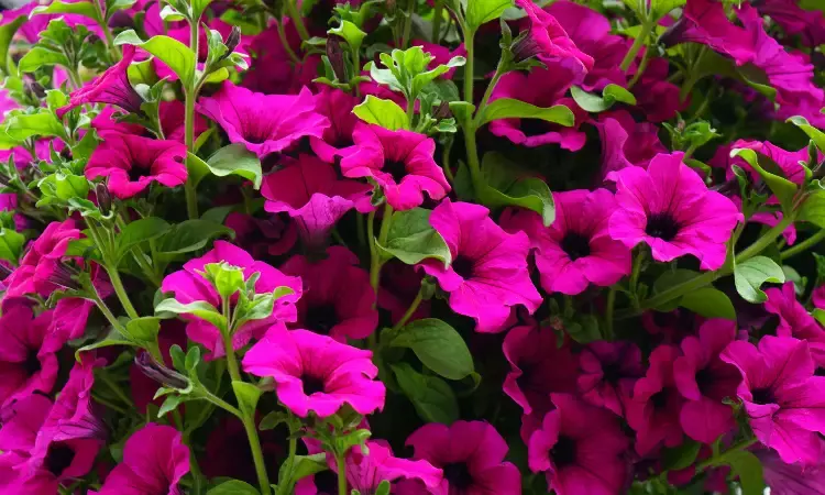 Petunia: All you want to know about this weather-tolerant plant