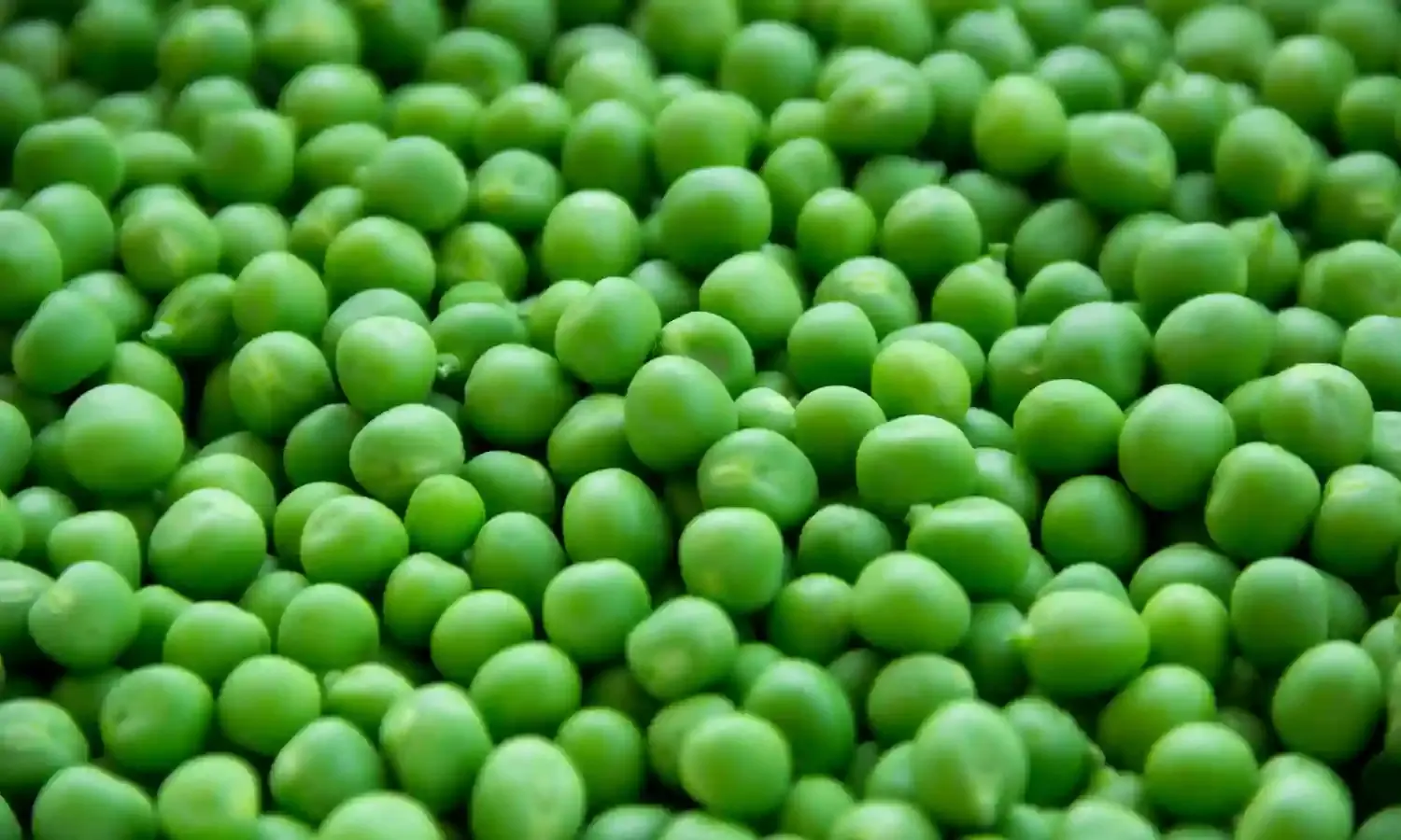 Green Peas: Here are some health benefits of oldest cultivated vegetables