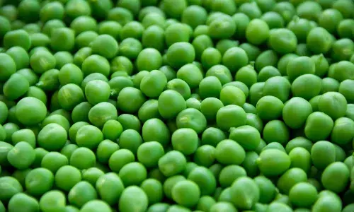 Green Peas: Here are some health benefits of oldest cultivated vegetables