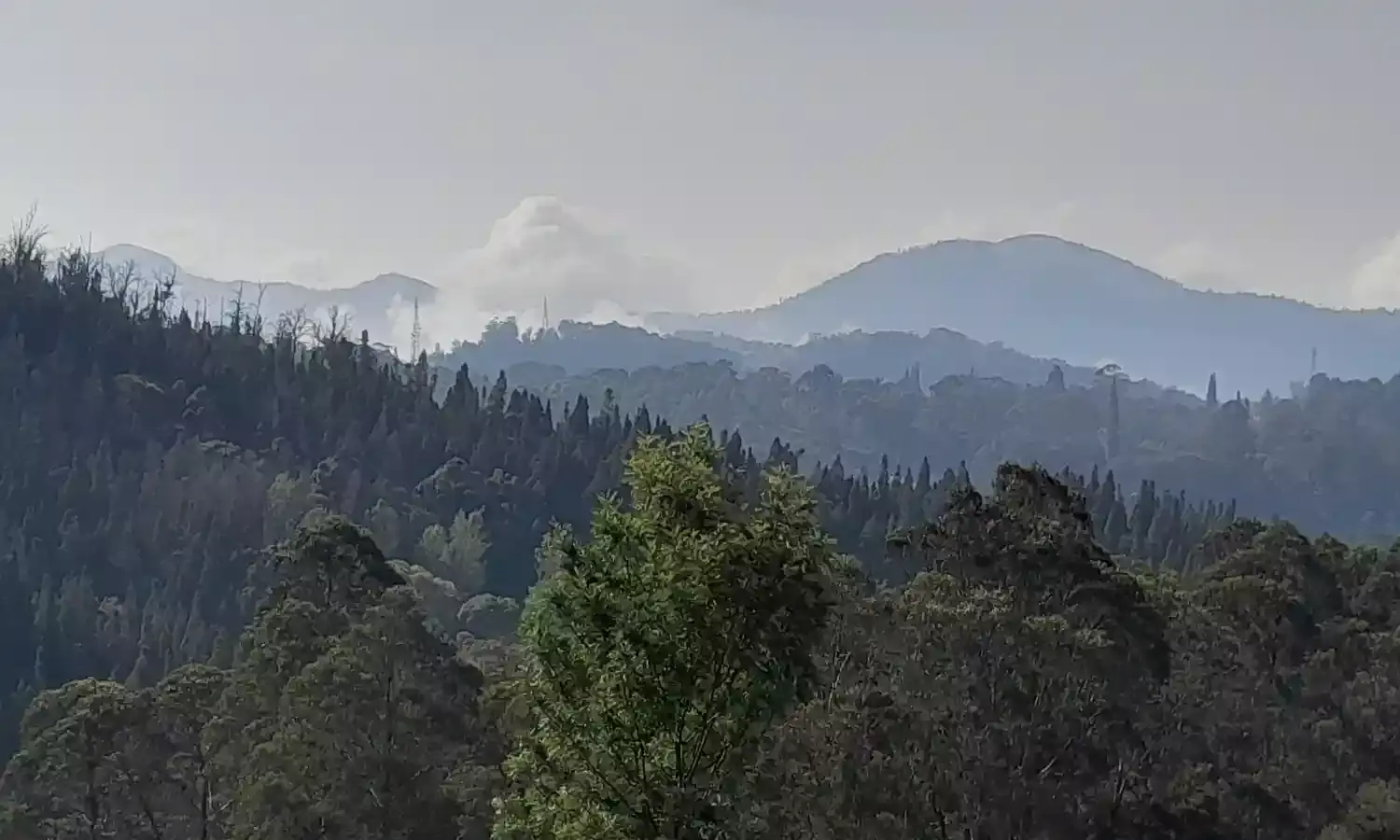 Why monoculture forests are dubbed as `green deserts’