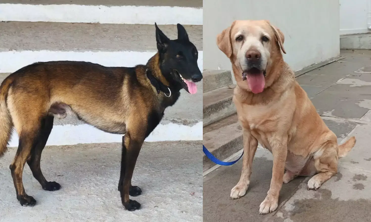 Meet Rana and Rado: Cyberabad’s new police dogs to sniff out bombs and drugs