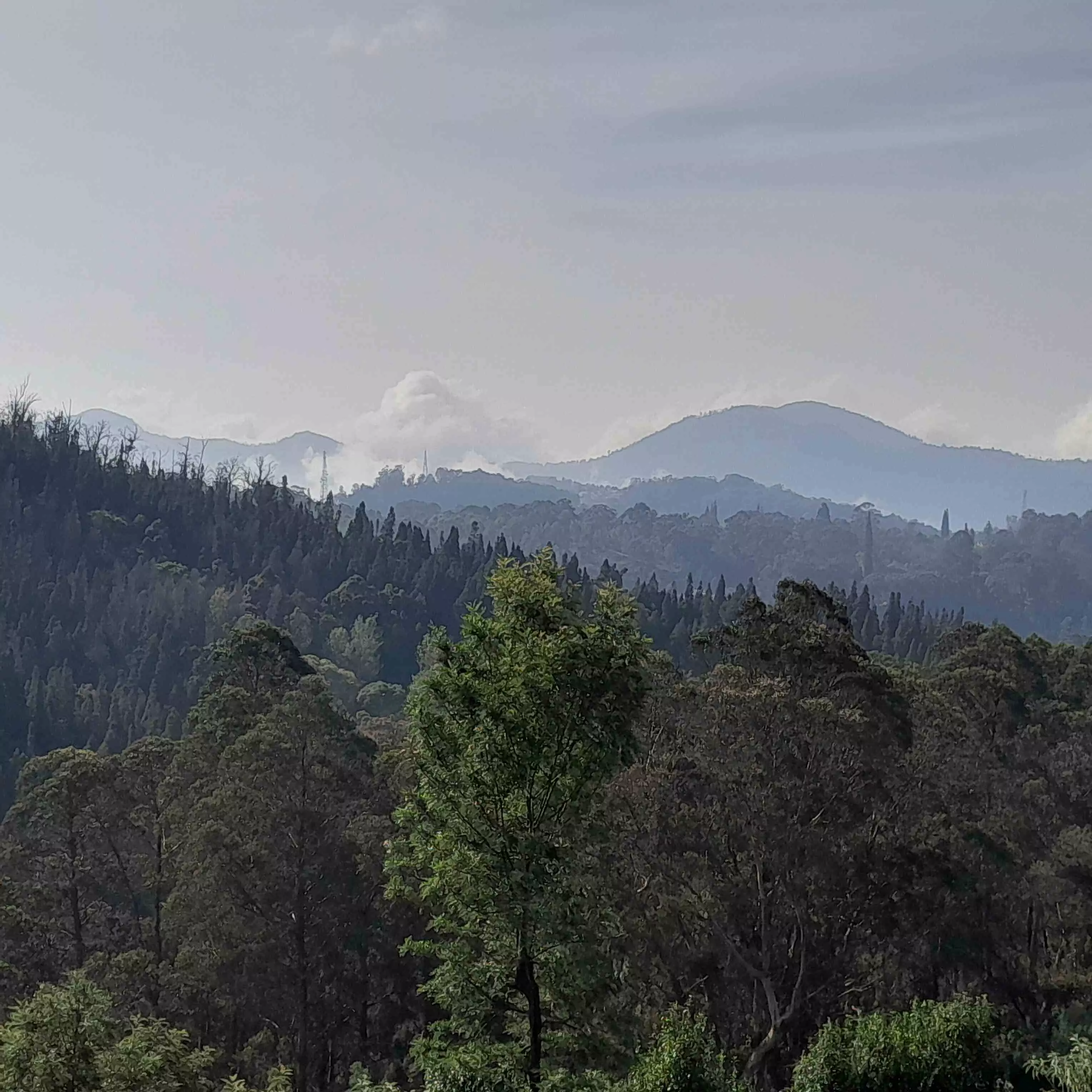 Why monoculture forests are dubbed as `green deserts’ Why monoculture forests are dubbed as `green deserts’