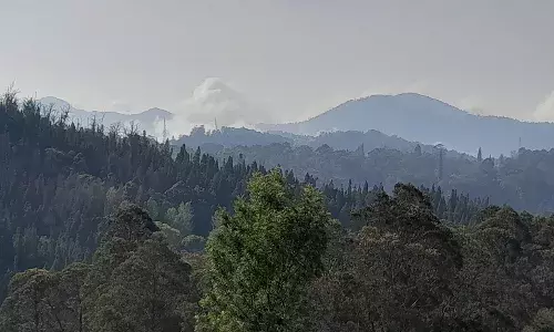 Why monoculture forests are dubbed as `green desertsā Why monoculture forests are dubbed as `green desertsā