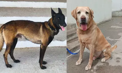 Meet Rana and Rado: Cyberabad’s new police dogs to sniff out bombs and drugs Meet Rana and Rado: Cyberabad’s new police dogs to sniff out bombs and drugs