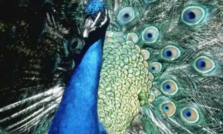 Why do peacock feathers glow in different colours? A closer look at the science