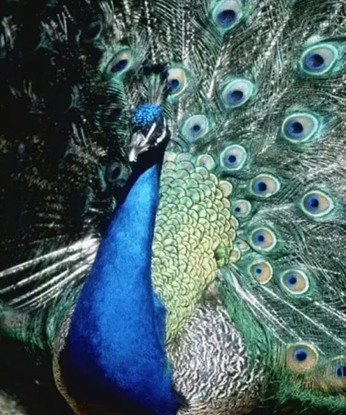 Why do peacock feathers glow in different colours? A closer look at the science Why do peacock feathers glow in different colours? A closer look at the science