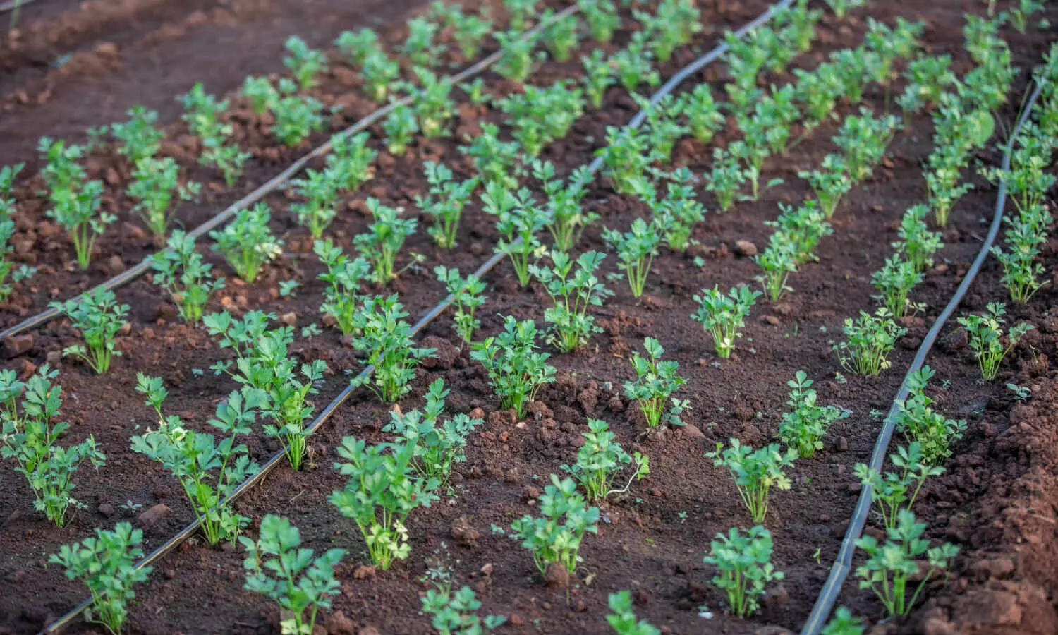 Hyderabad: Amazon, Orbia Netafim to roll out drip irrigation project, save 150M liter water Hyderabad: Amazon, Orbia Netafim to roll out drip irrigation project, save 150M liter water