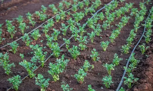 Hyderabad: Amazon, Orbia Netafim to roll out drip irrigation project, save 150M liter water