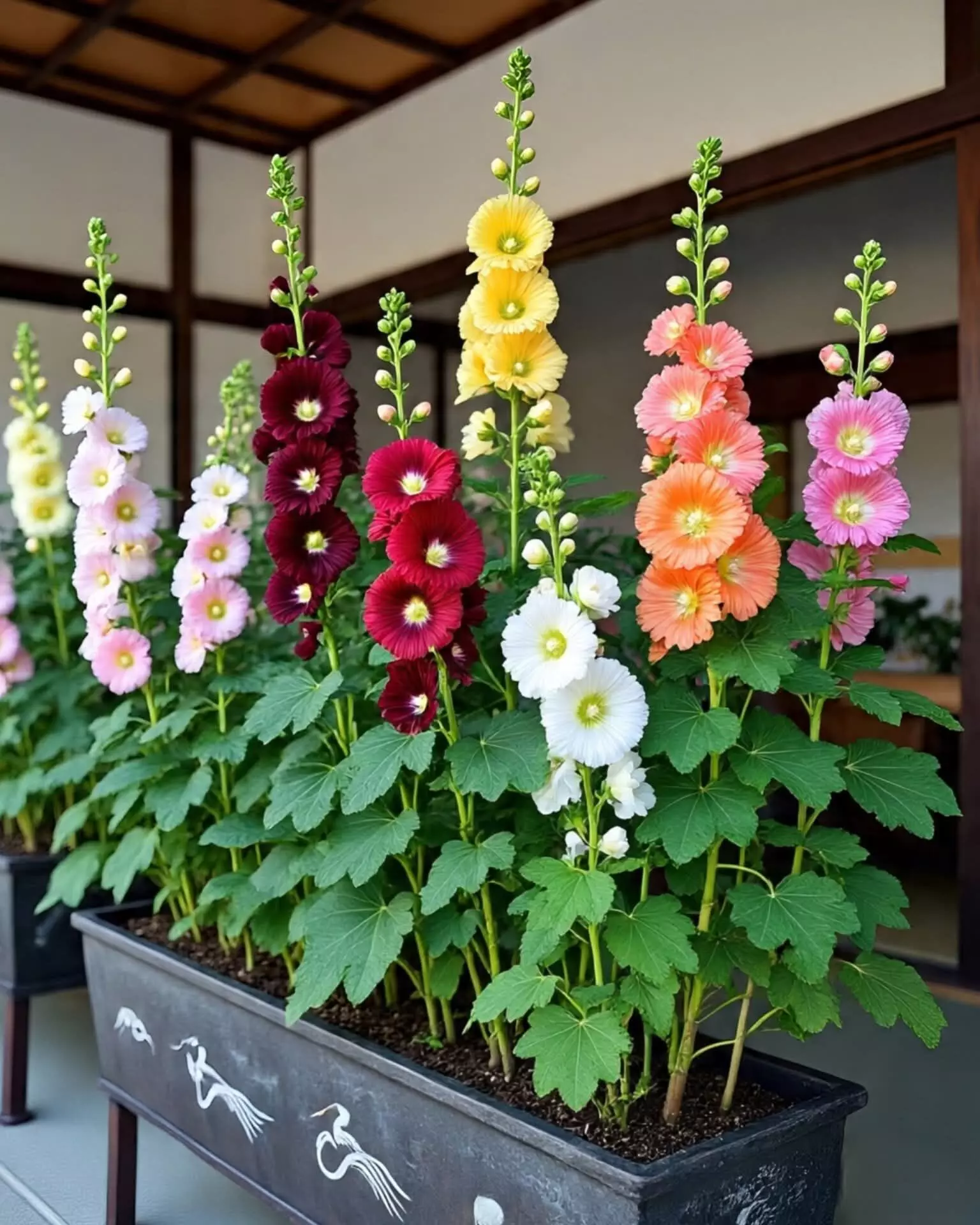 Hollyhocks: How to take care of hardy plants in Hyderabad Hollyhocks: How to take care of hardy plants in Hyderabad