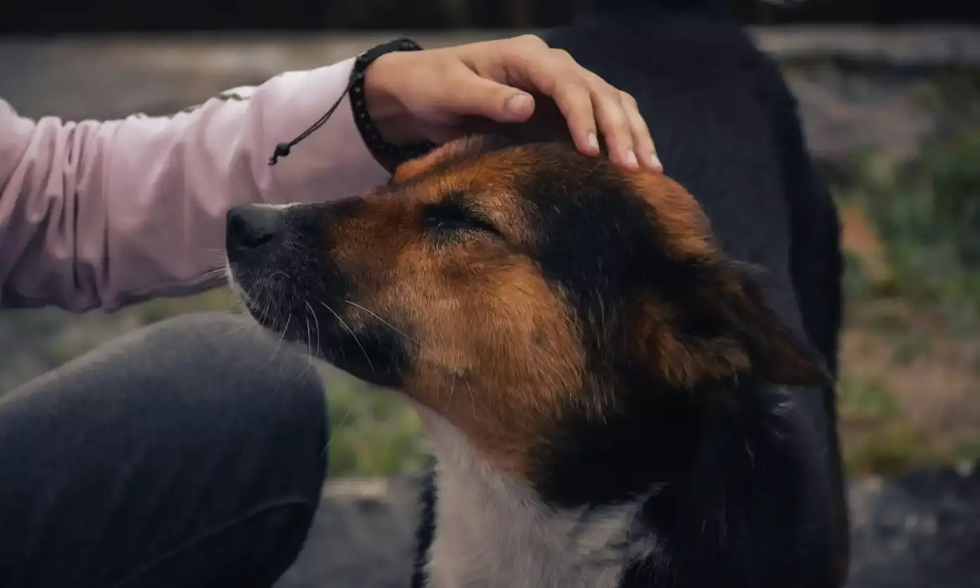 Beyond the bond: Understanding psychological factors that turn grief of pet loss into a crisis