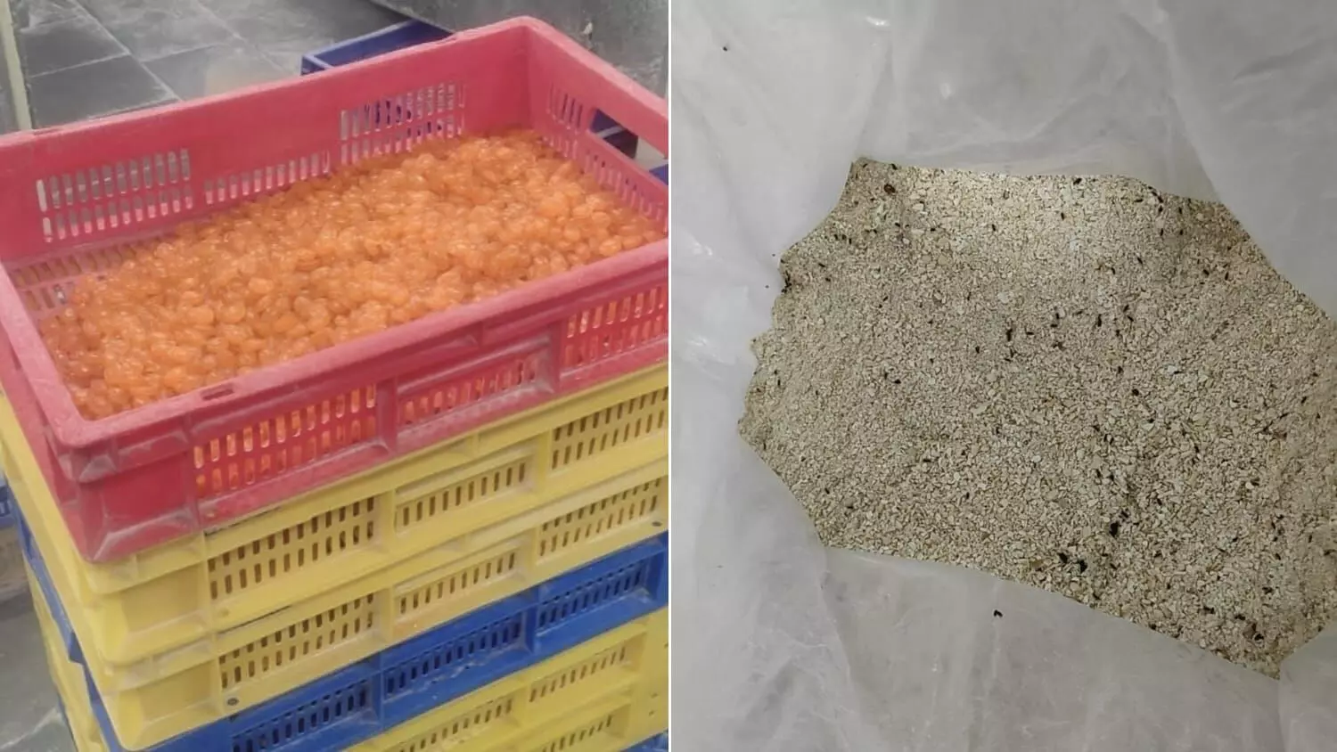 Insect-infested cashews, expired ingredients in sweets: Telangana food safety raids expose shocking violations Insect-infested cashews, expired ingredients in sweets: Telangana food safety raids expose shocking violations