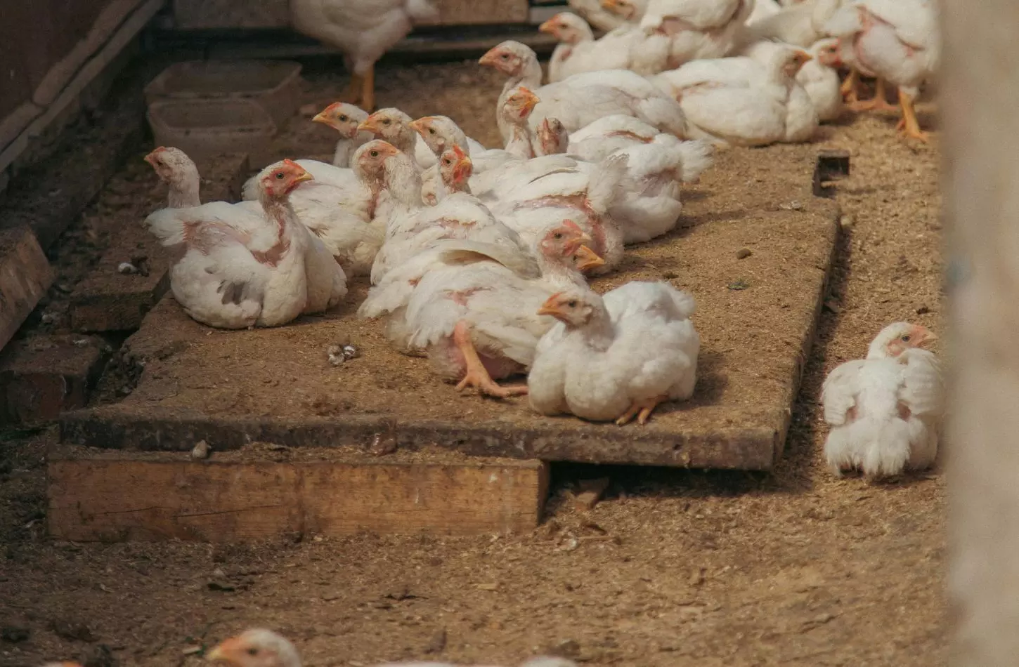 Why are 50,000 Telangana chicken shops going on strike from April 1? Why are 50,000 Telangana chicken shops going on strike from April 1?