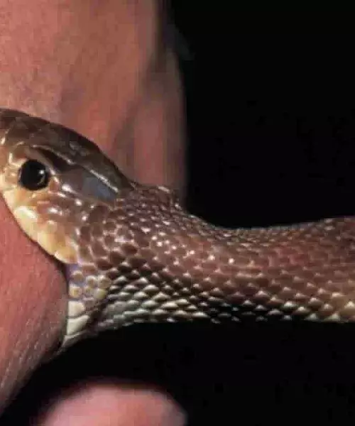 Snakebite crisis: Andhra reports 59 fatalities from 2023 to 2025, Telangana none Snakebite crisis: Andhra reports 59 fatalities from 2023 to 2025, Telangana none