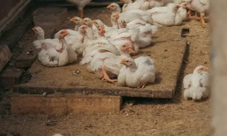 Why are 50,000 Telangana chicken shops going on strike from April 1?