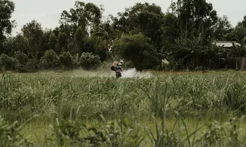 After Rahul Ramakrishna’s SOS, Telangana bans paraquat pesticide for 60 days