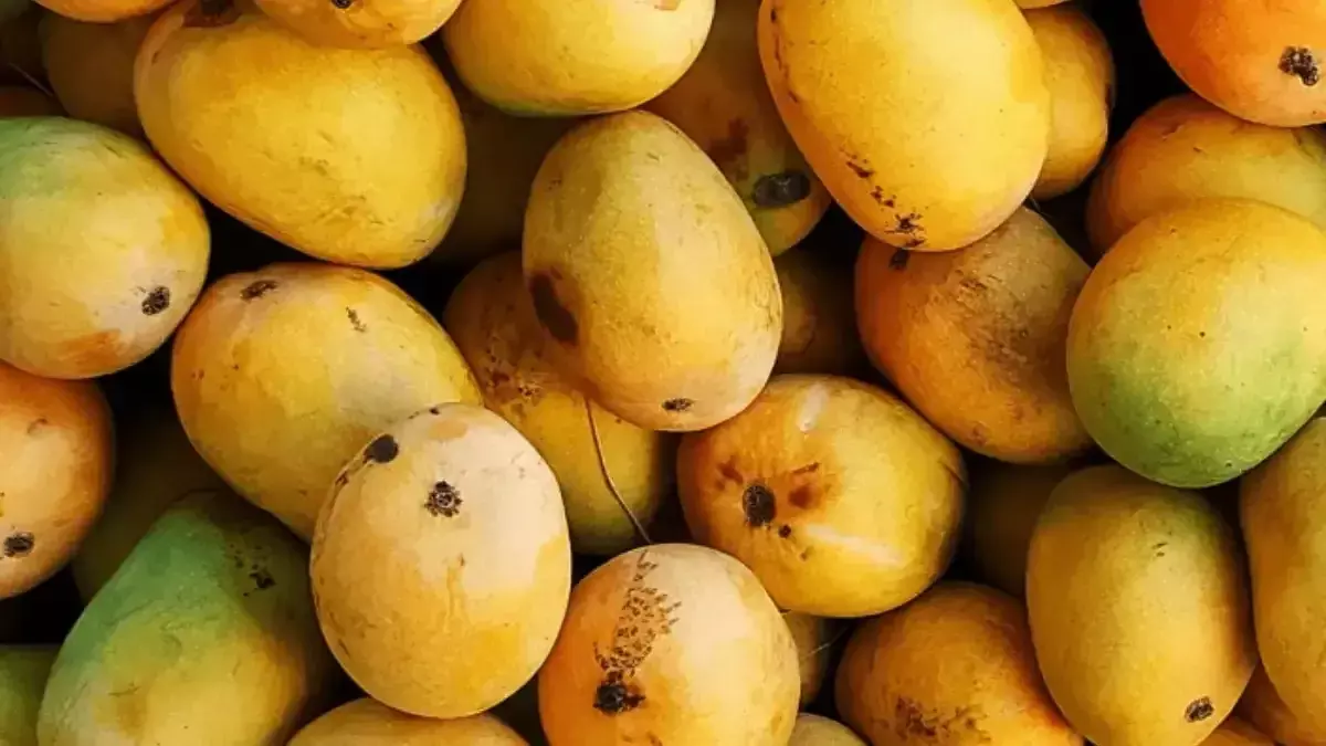 Don’t be fooled by shiny mangoes: Hyderabad CP Sajjanar issues toxic fruit warning