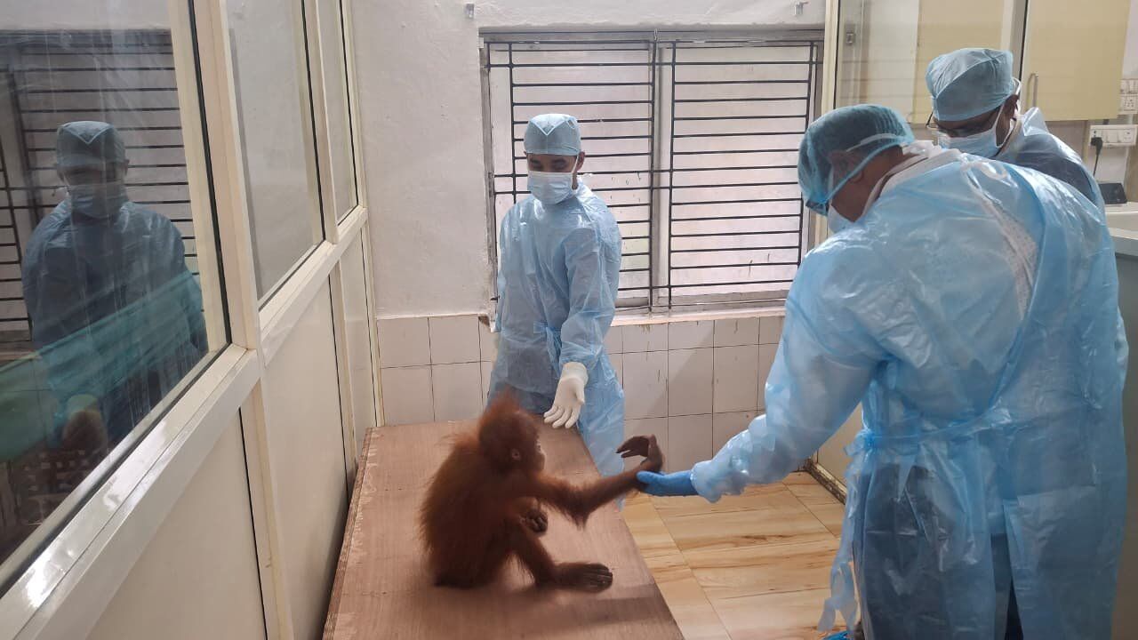 Health experts examine five baby orangutans undergoing quarantine at Bhubaneswar zoo