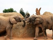 Jumbo kills 18YO girl in Chittoor, mother injured after elephant run amok