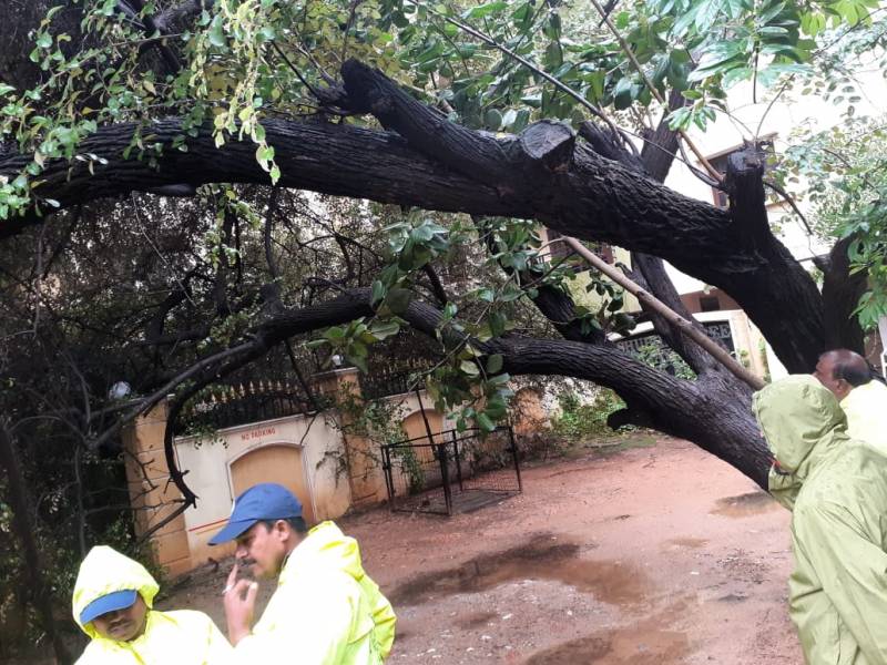 Fallen tree in Begumpet