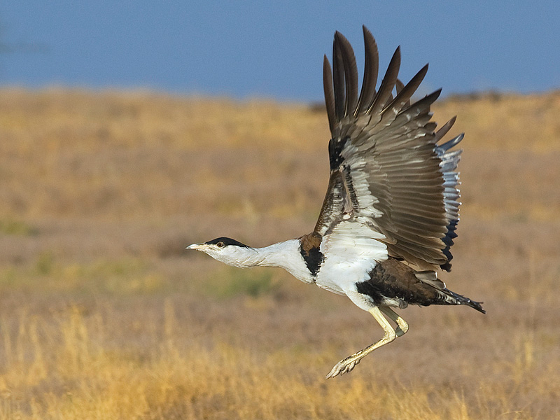 save-great-indian-bustard