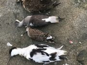 Thousands of migratory birds found dead at Sambhar Salt Lake