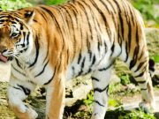 Will new tiger conservation guidelines stop Hyderabad’s last hunter?