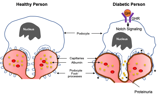 Dr. Anil's pasupalati uoh