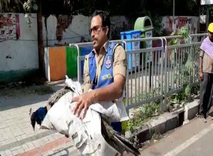 Peacock found dead at Erragadda
