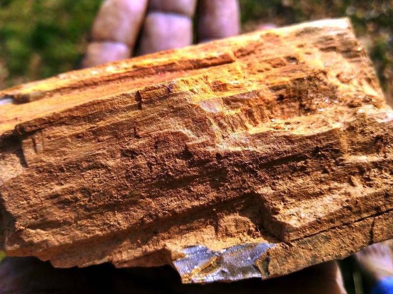 Fossil research in telangana