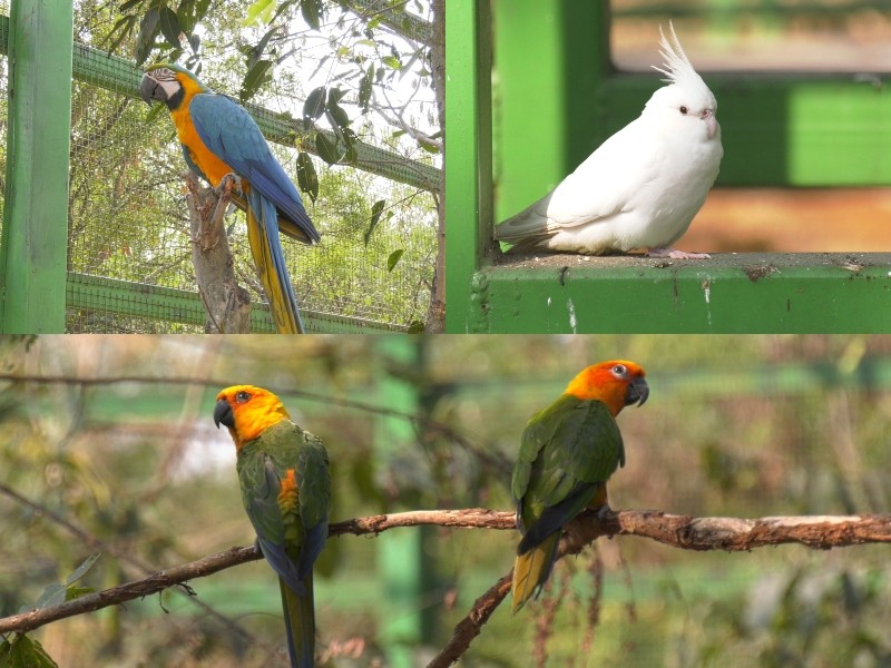 Aviary In Kandlakoya Oxygen Park