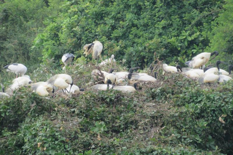 Flamingos At Pulicat Lake Areas In Nellore District, Festival To Begin From Jan 3