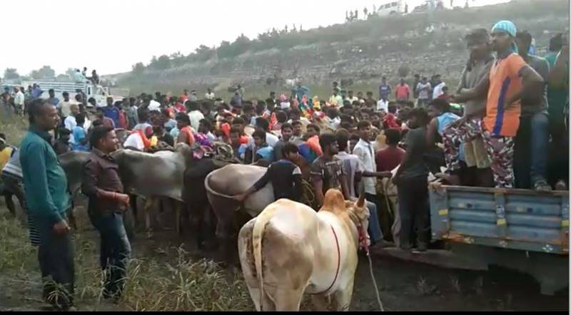 Andhra Jallikattu: Police remain silent spectators as tradition sustains