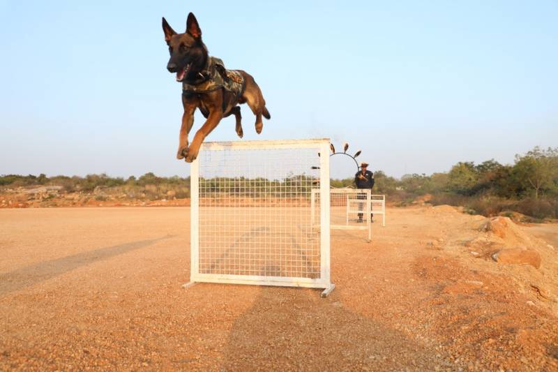 Canine Crossing Hurdles