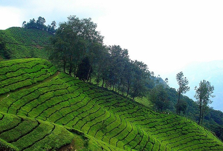 Munnar In February