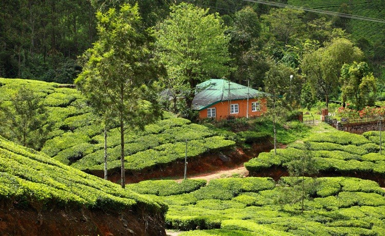 Ooty In February