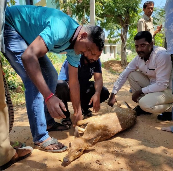 Taskforce team rescues spotted deer from wild dogs