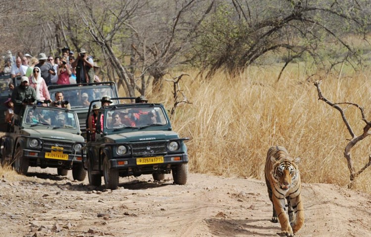 Ranthambhore In February