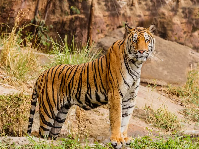 Telanganas tiger population growing: Report