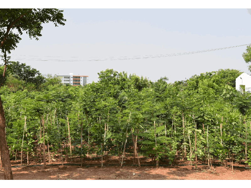 Miyawaki Technique: Karimnagar police turn empty plot into lush forest
