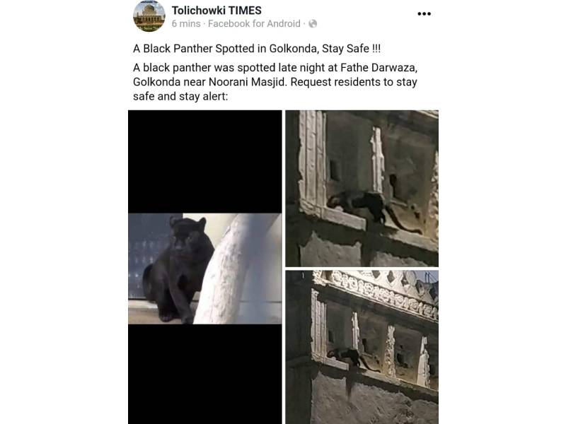 Fact Check: Did locals spot a black panther in Hyderabadf's Golconda