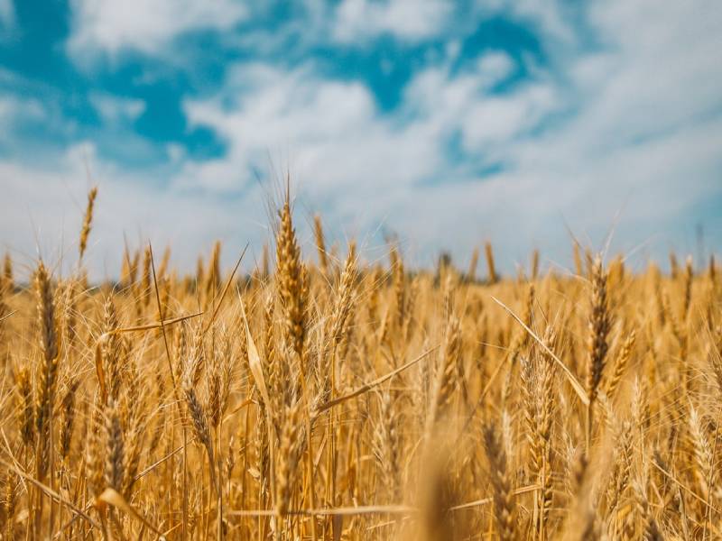 Andhra Pradesh government sets agricultural procurement record amid COVID-19 crisis Andhra Pradesh government sets agricultural procurement record amid COVID-19 crisis