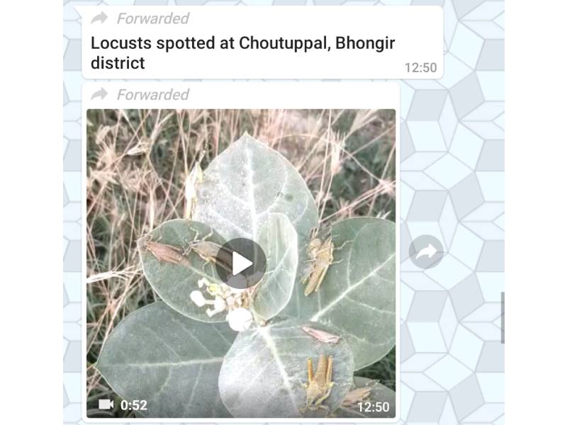 Locusts In Telangana