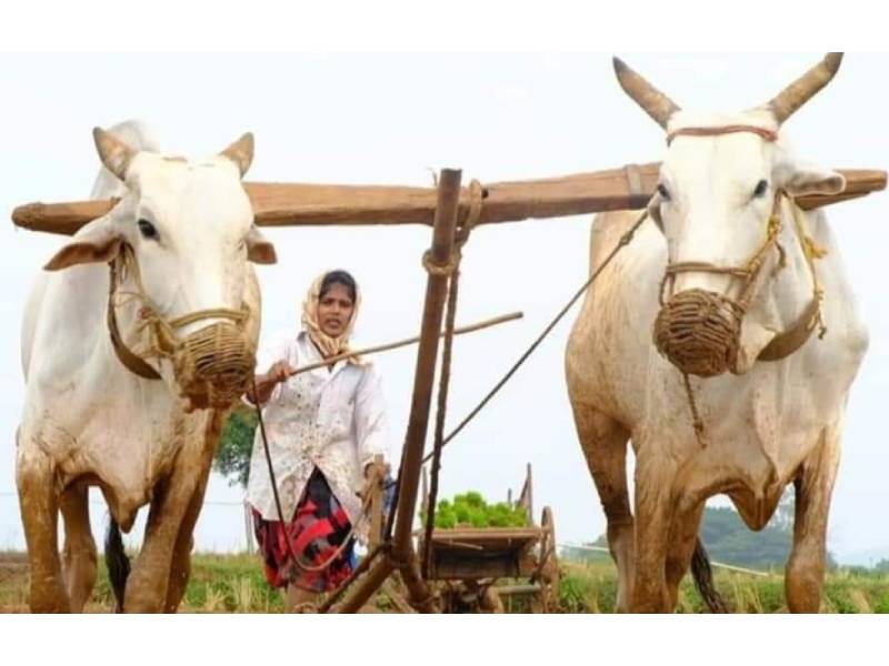 Tasleema Mohammed Sister of Guttikoyas: Meet Telangana sub-registrar who doubles up as farm labourer to help poor in remote villages of Mulugu