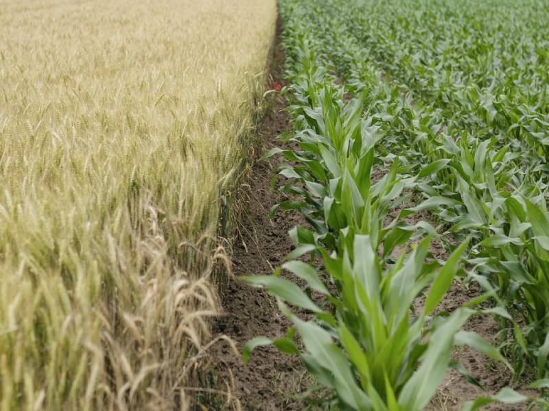 Andhra Pradesh procures record 7,83,246 MT crops worth Rs. 2,571 despite COVID-19 crisis